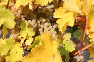 vino